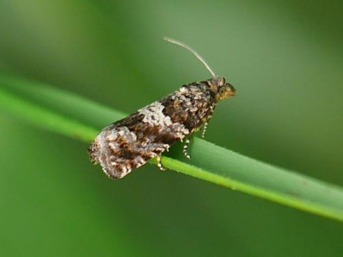Epiblema costipunctana